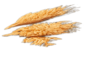 গম