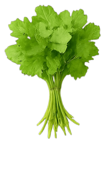 ধনিয়া পাতা (Coriander Leaves)